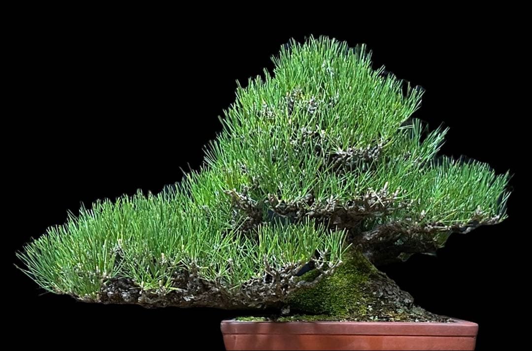 【盆栽屋大和】黒松 大品盆栽 樹齢約120年 取りに来れる方大歓迎 展示品