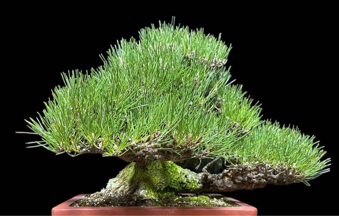 【盆栽屋大和】黒松 大品盆栽 樹齢約120年 取りに来れる方大歓迎 展示品