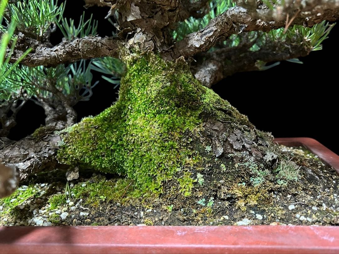 【盆栽屋大和】黒松 大品盆栽 樹齢約120年 取りに来れる方大歓迎 展示品