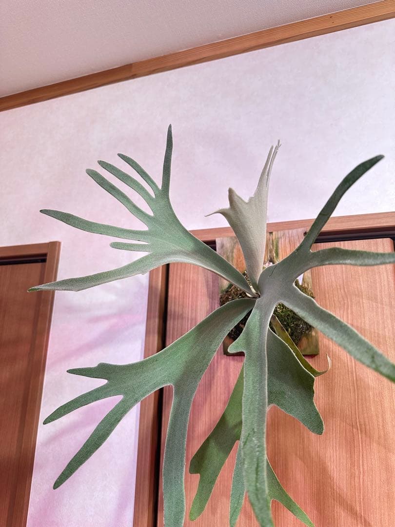 ビカクシダ harusame はるさめ