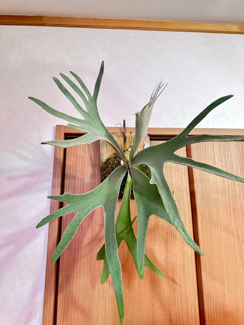 ビカクシダ harusame はるさめ