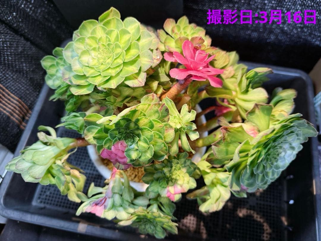 新入荷　超希少品種　 知緋錦　(古株群生) 法師錦　観葉植物　35cm超大品
