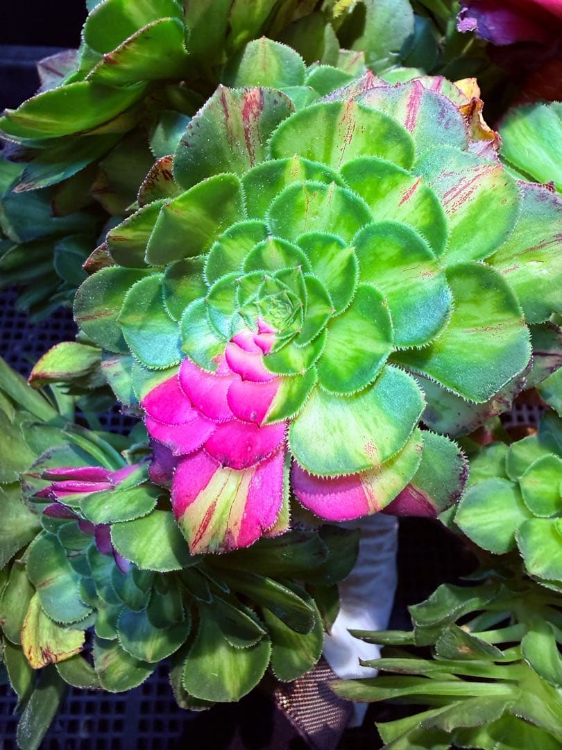 新入荷　超希少品種　 知緋錦　(古株群生) 法師錦　観葉植物　35cm超大品