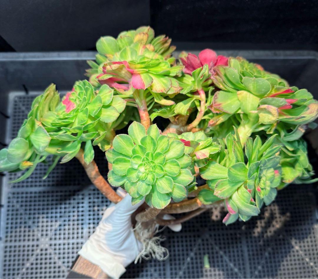 新入荷　超希少品種　 知緋錦　(古株群生) 法師錦　観葉植物　35cm超大品