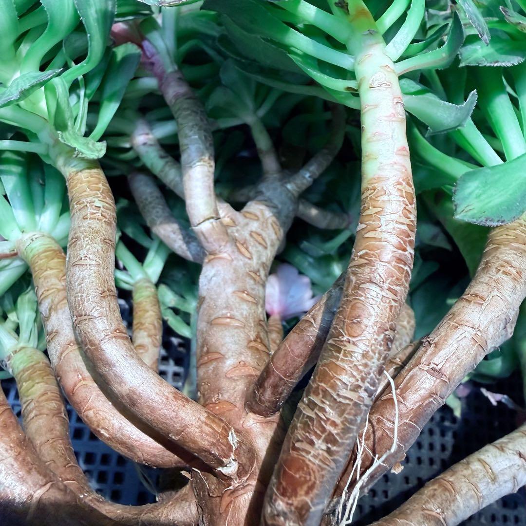 新入荷　超希少品種　 知緋錦　(古株群生) 法師錦　観葉植物　35cm超大品