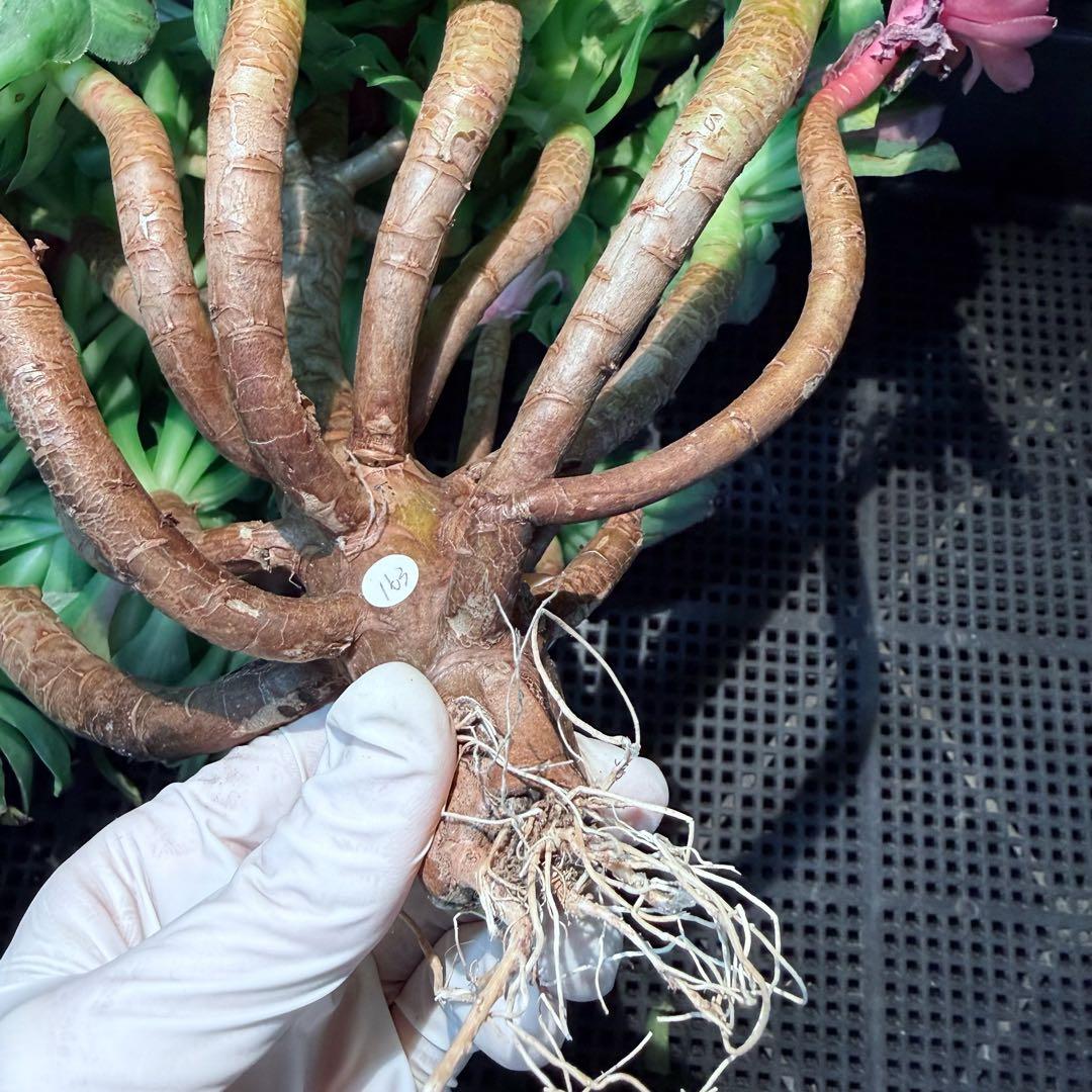 新入荷　超希少品種　 知緋錦　(古株群生) 法師錦　観葉植物　35cm超大品