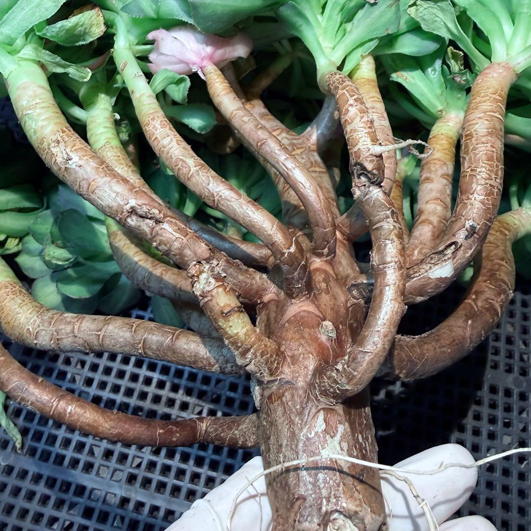 新入荷　超希少品種　 知緋錦　(古株群生) 法師錦　観葉植物　35cm超大品