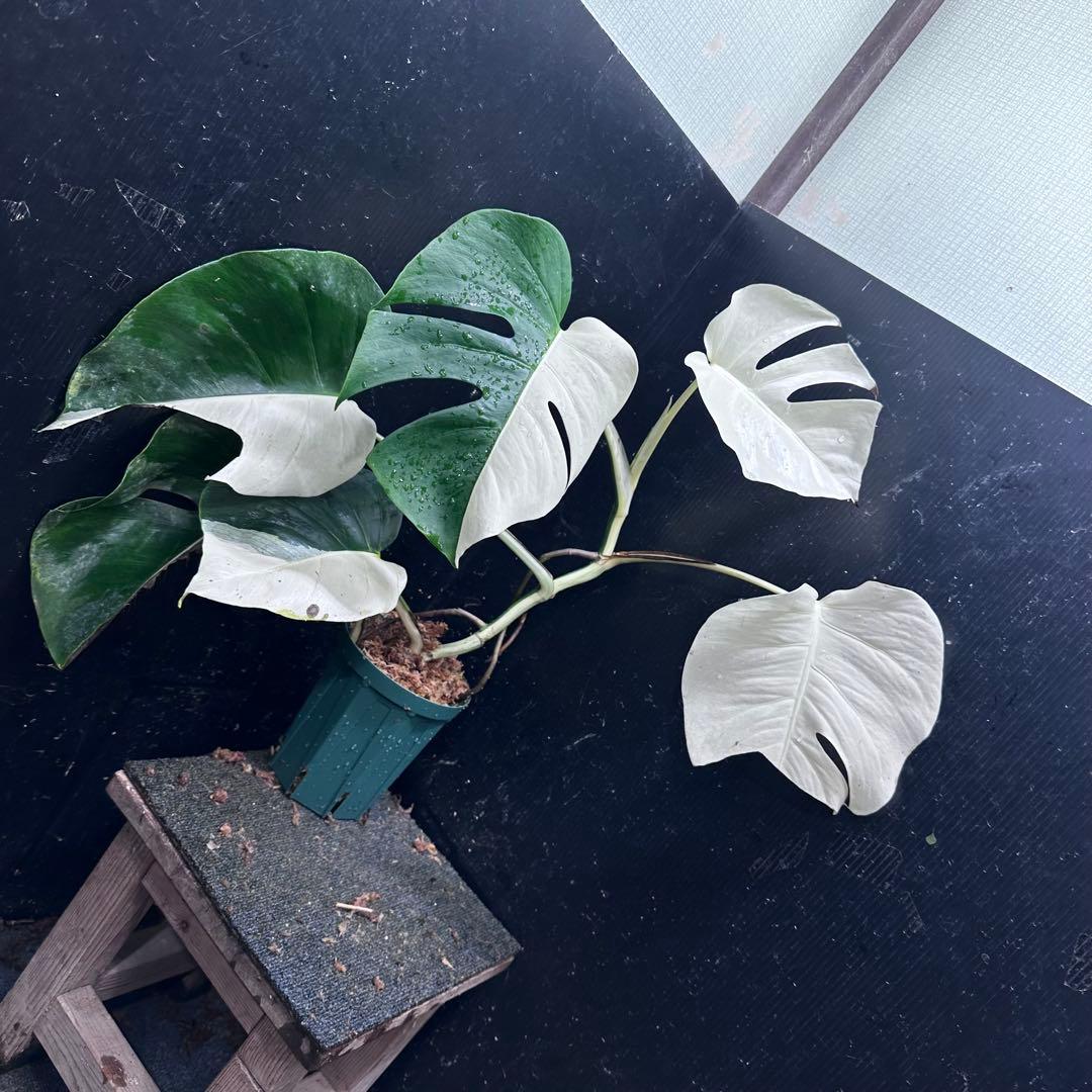 あ*さ様 モンステラ斑入りハーフムーンホワイトタイガー極美斑入り　　 57cm