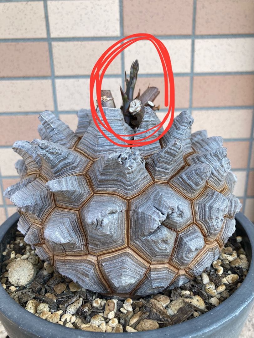 リ*ー様 【極上品】長谷川園芸　亀甲竜1-1