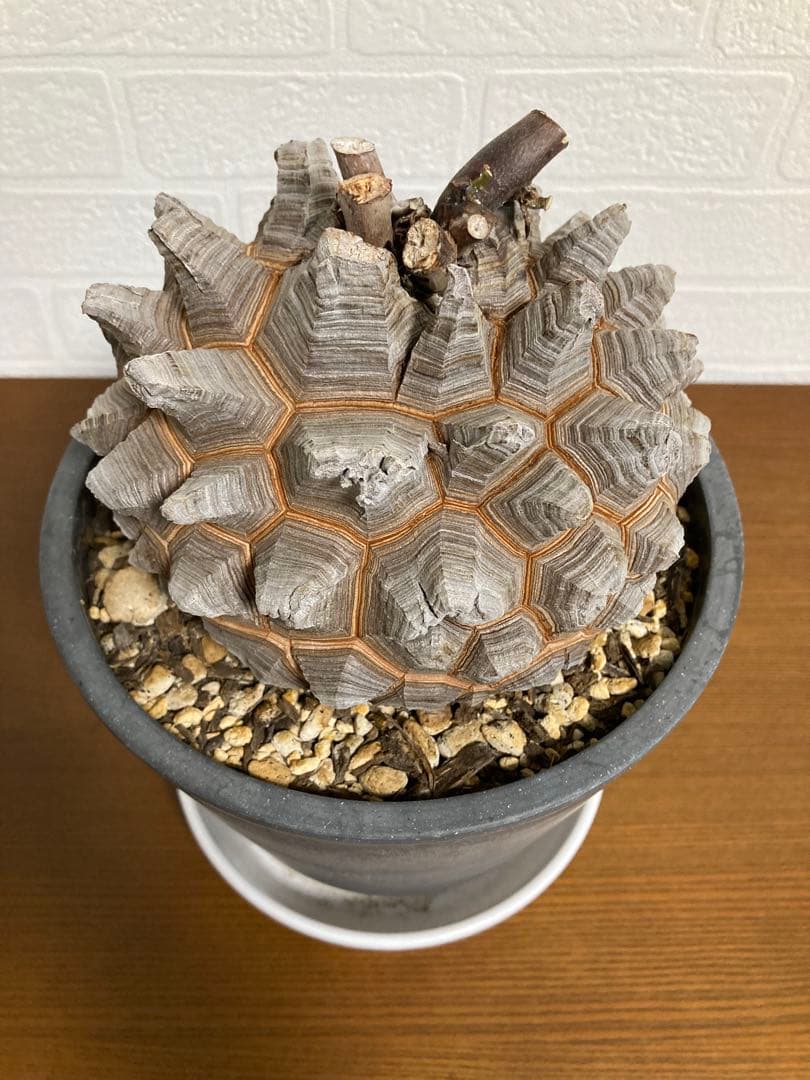 リ*ー様 【極上品】長谷川園芸　亀甲竜1-1