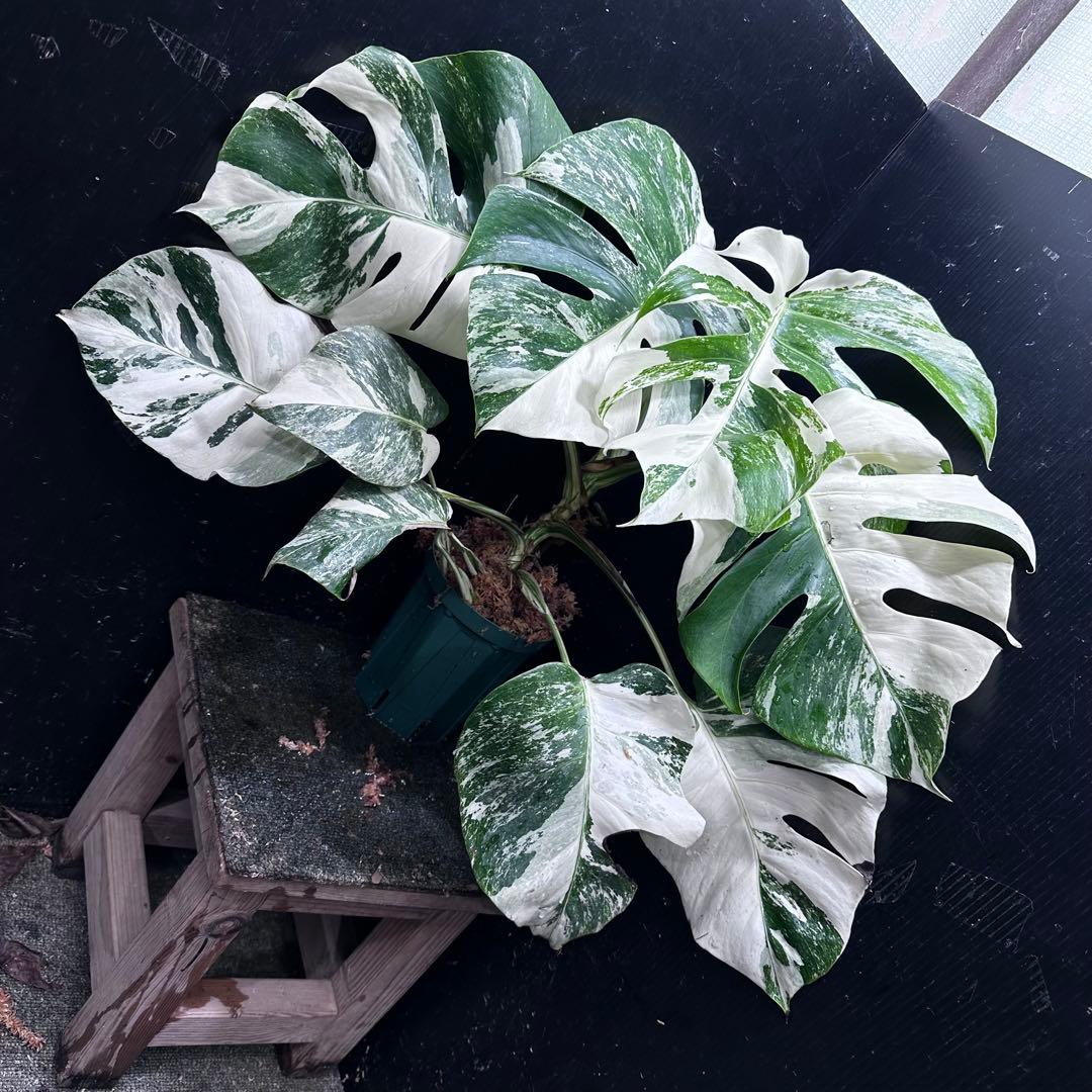 シ*ー様 斑入りモンステラ ホワイトタイガー極美大株52cm白斑多