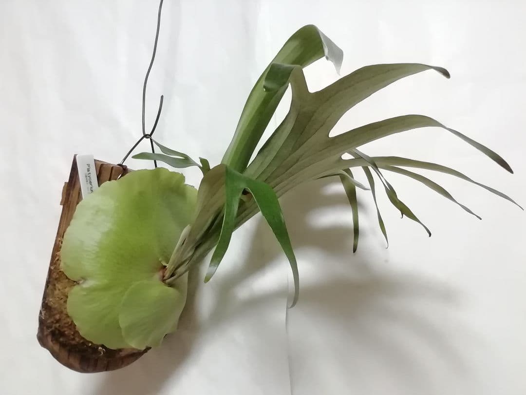 help help helpビカクシダ　希少なビフルカッム