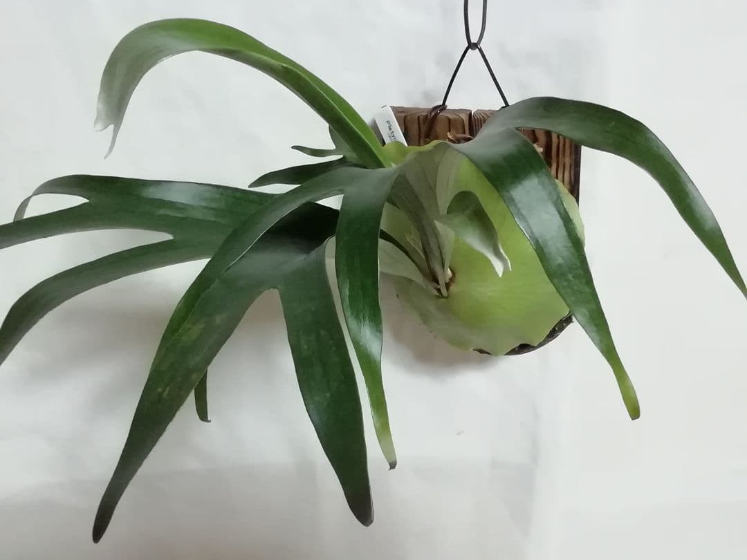 help help helpビカクシダ　希少なビフルカッム