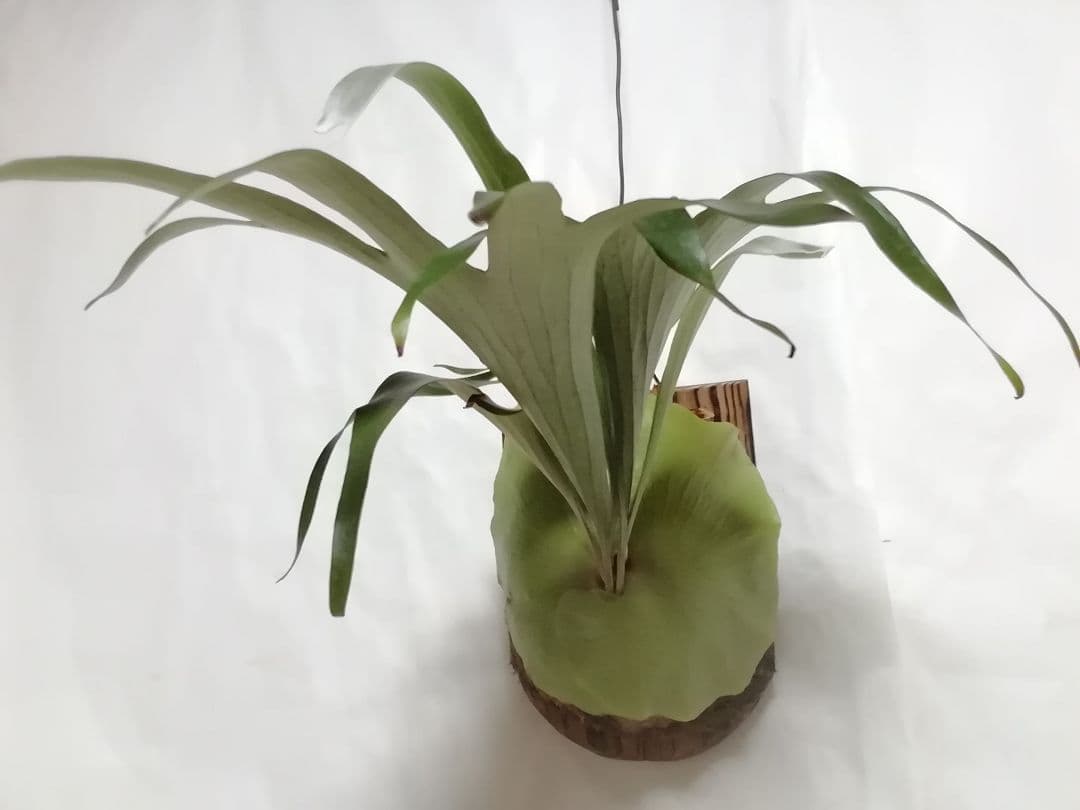 help help helpビカクシダ　希少なビフルカッム