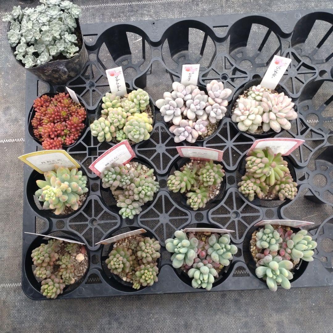 RUKIRUKIさん専用