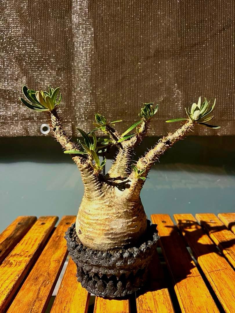 パキポディウムグラキリス【発根済】鉢付き