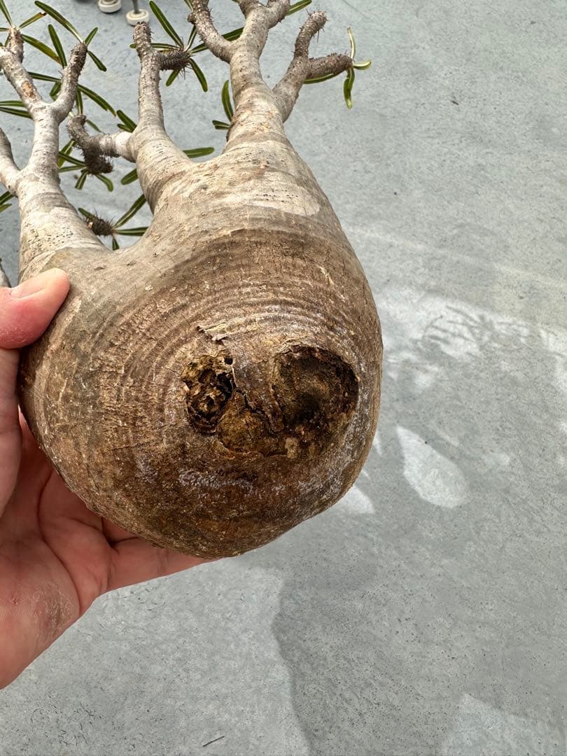 現地球　抜き苗発送 　パキポディウムグラキリ