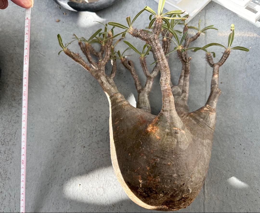 現地球　抜き苗発送 　パキポディウムグラキリ