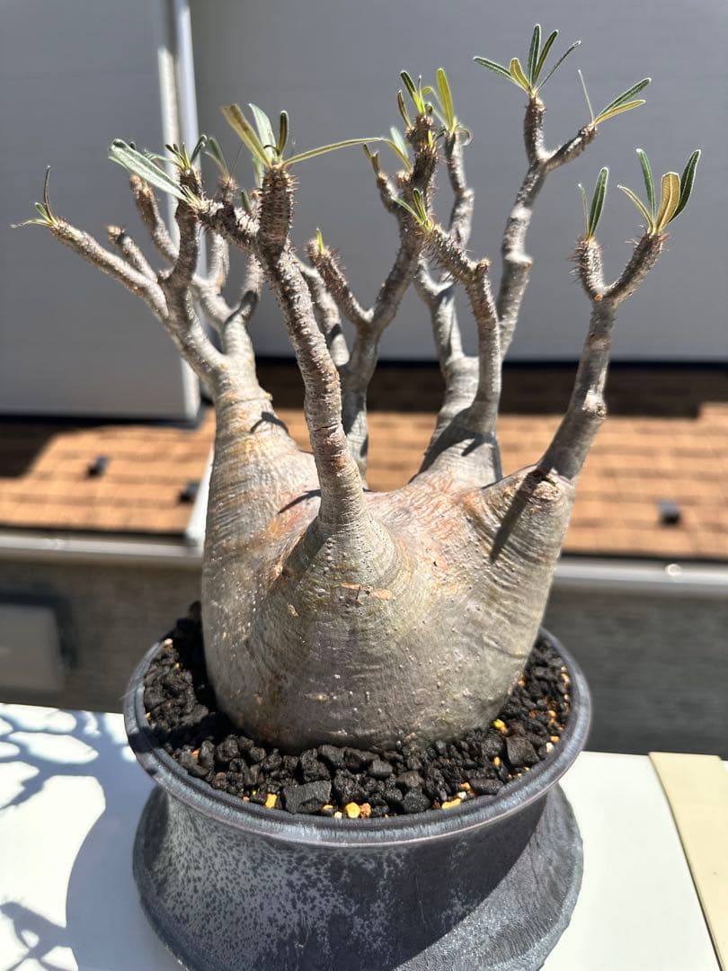 現地球　抜き苗発送 　パキポディウムグラキリ