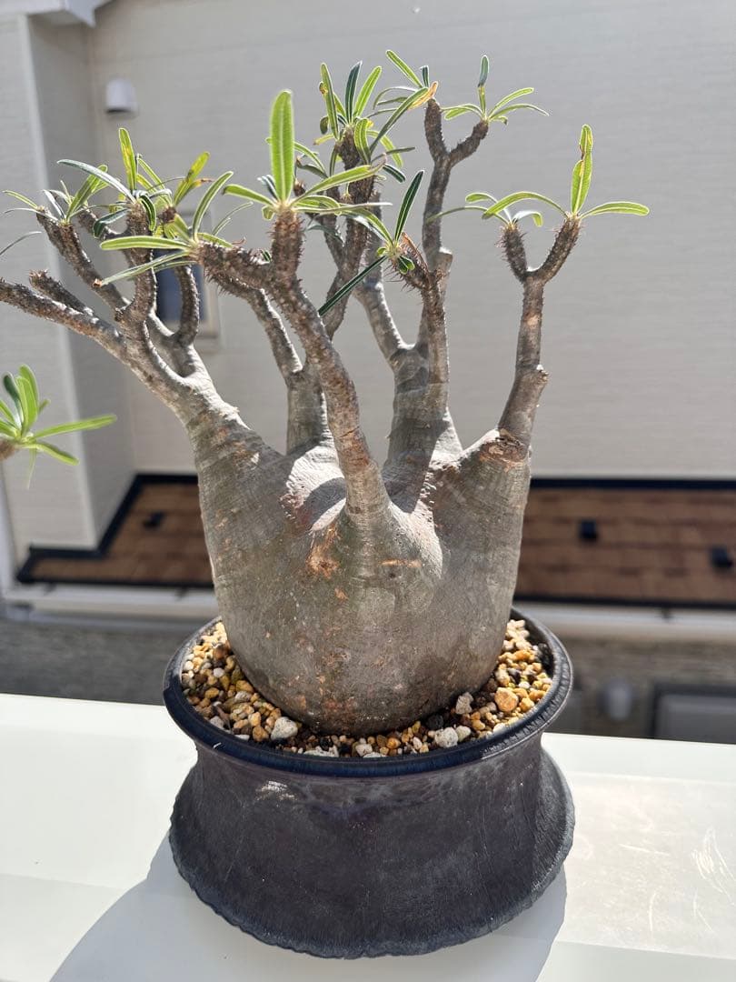 現地球　抜き苗発送 　パキポディウムグラキリ