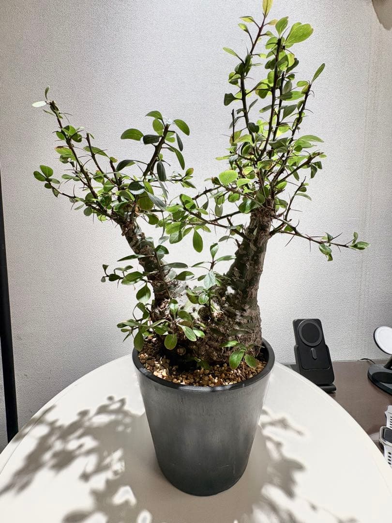 フォークイエリア ファシクラータ 発根済