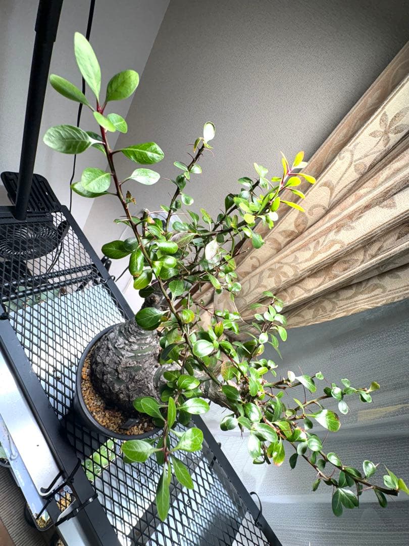 フォークイエリア ファシクラータ 発根済