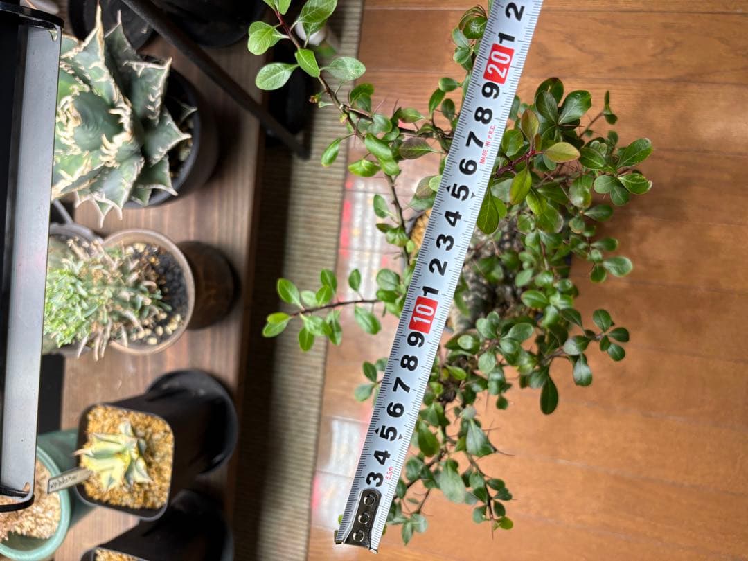 フォークイエリア ファシクラータ 発根済