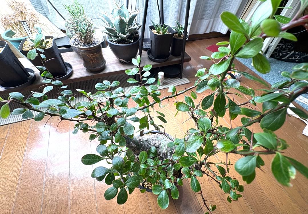 フォークイエリア ファシクラータ 発根済