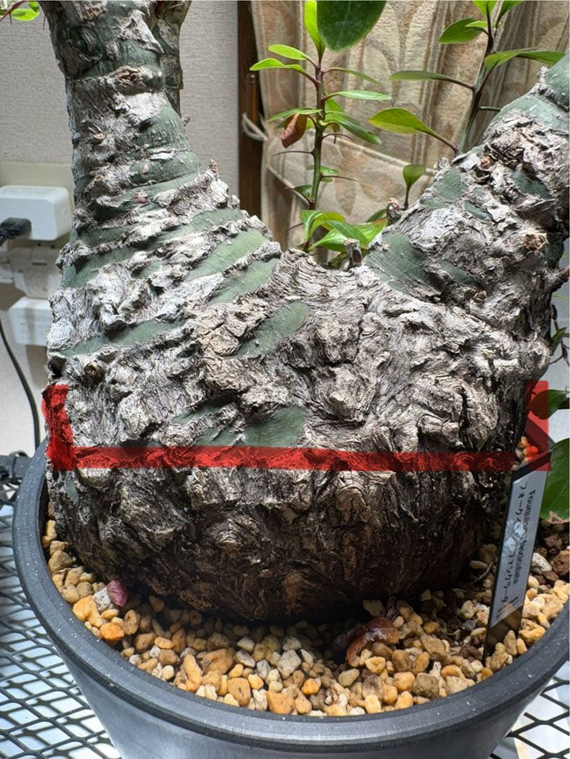 フォークイエリア ファシクラータ 発根済