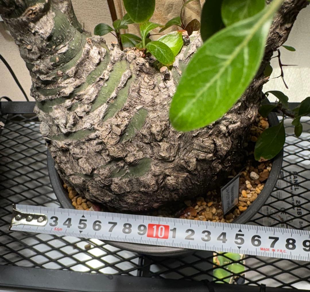 フォークイエリア ファシクラータ 発根済