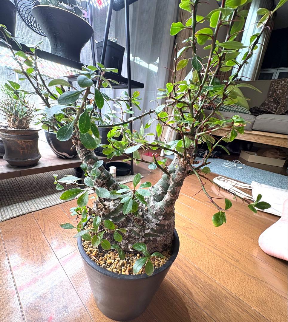 フォークイエリア ファシクラータ 発根済