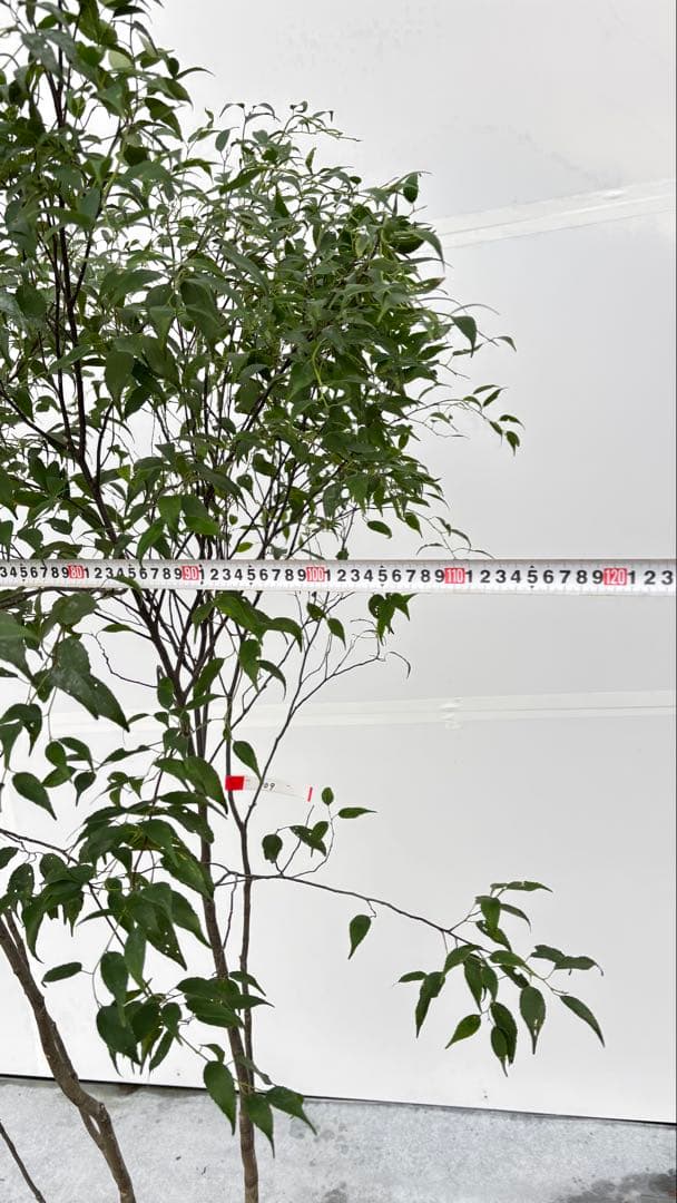 美しい樹形が魅力的 山採り ハイノキ 株立 709 樹高1.8m位 高級樹