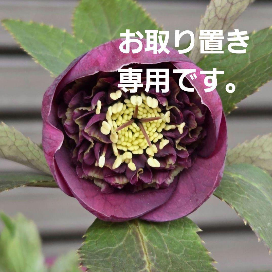 まい様お取り置き専用　 加藤農園 認定【アンティークモーリー】sd