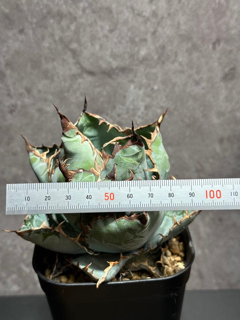 チタノタブルー　ボールタイプ