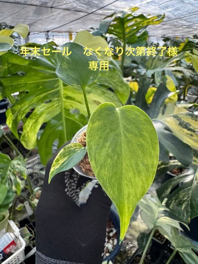 U6モンステラ　イエローマリリン　黄斑入り　2寸ポリポット　ネコポス発送