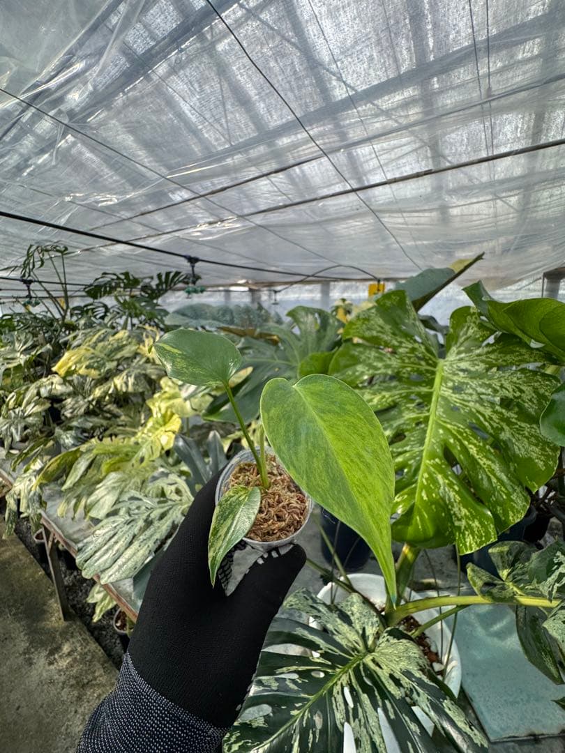 U6モンステラ　イエローマリリン　黄斑入り　2寸ポリポット　ネコポス発送