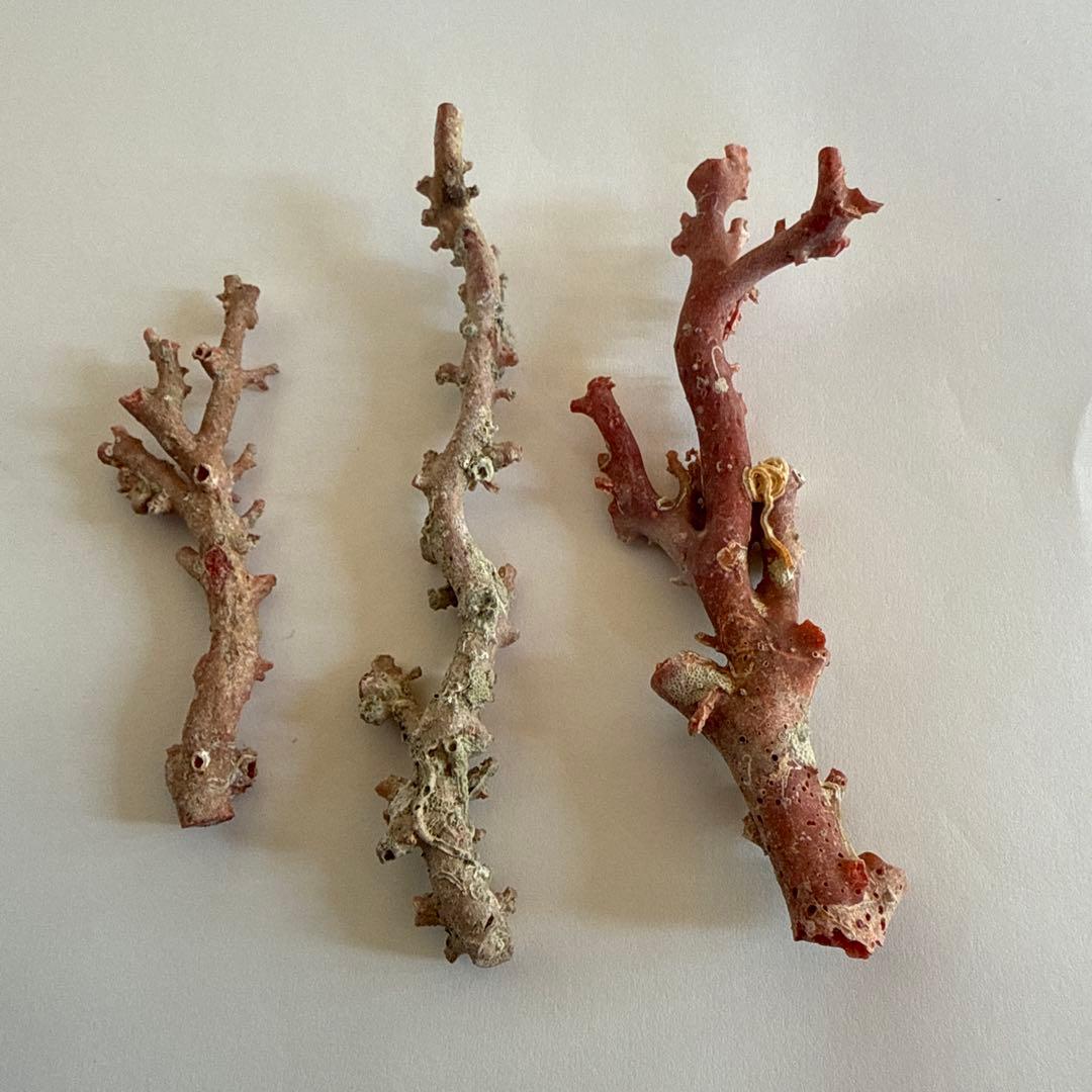 天然珊瑚枝　30.2g
