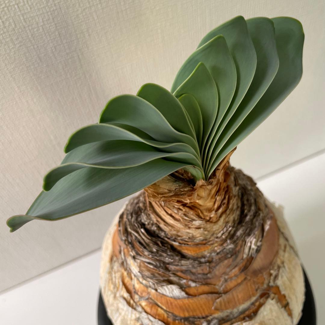 美形　まんまる　ブーファン　ハエマンソイデス　現地球　発根済