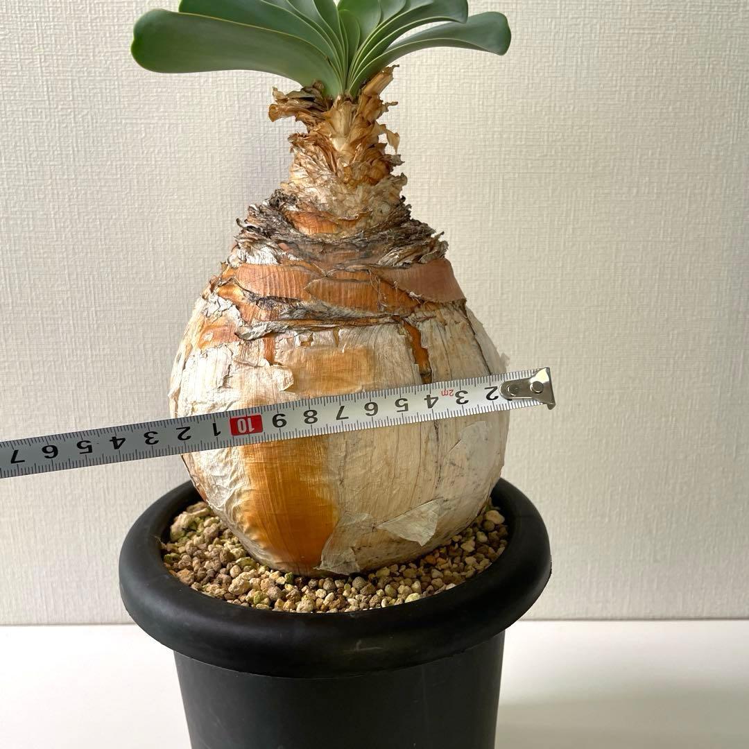 美形　まんまる　ブーファン　ハエマンソイデス　現地球　発根済