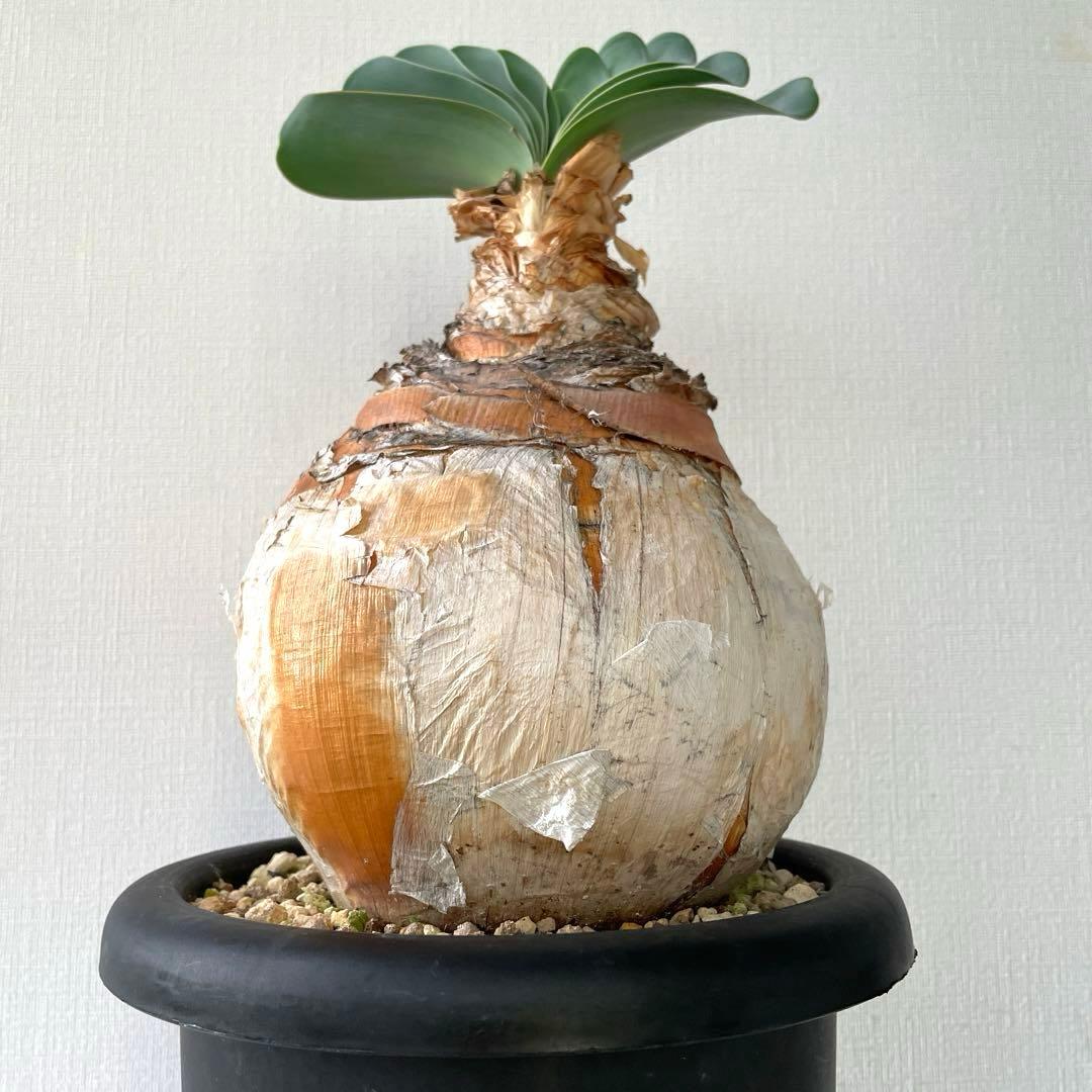 美形　まんまる　ブーファン　ハエマンソイデス　現地球　発根済