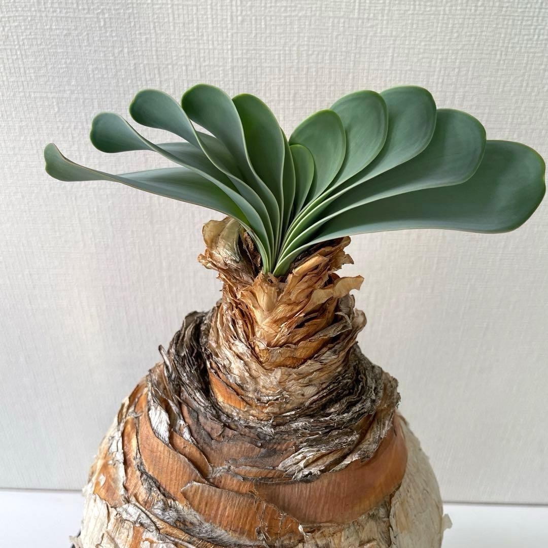 美形　まんまる　ブーファン　ハエマンソイデス　現地球　発根済