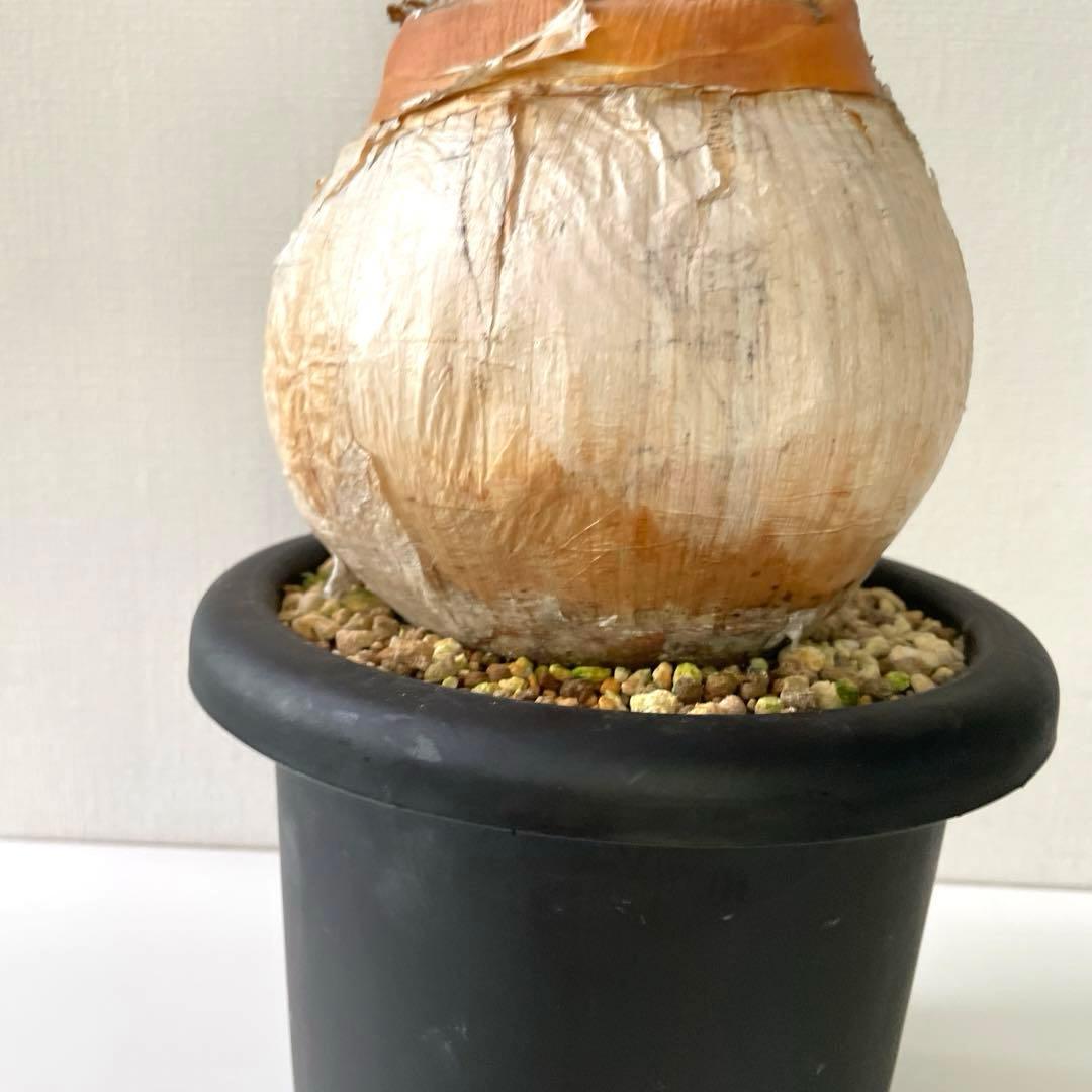 美形　まんまる　ブーファン　ハエマンソイデス　現地球　発根済