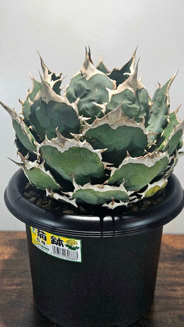 A*)様 【大株】アガベ ノーネーム オテロイ チタノタ ボールタイプ 7