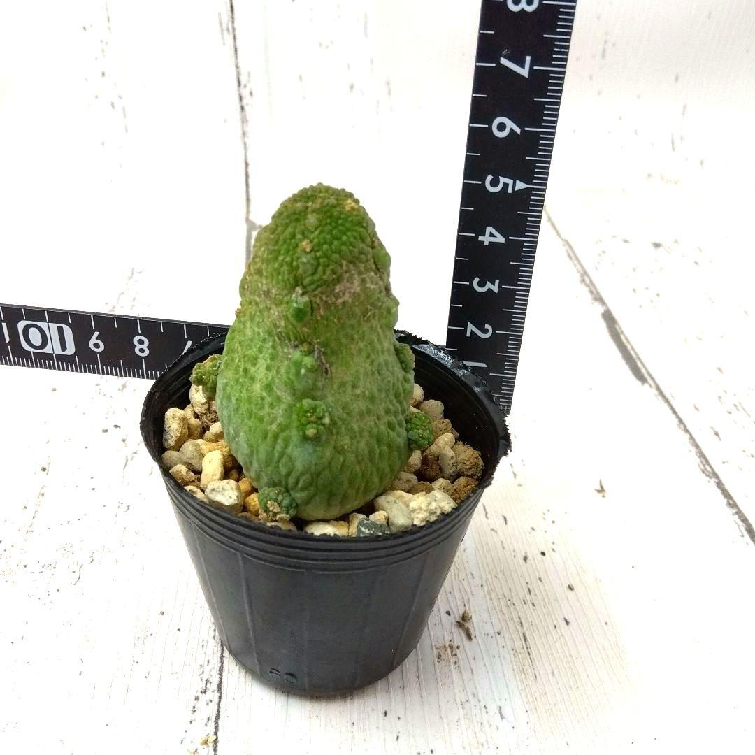 ☆M239☆ 珍品 プセウドリトス ハラルドヘラヌス 抜き苗発送【速達付】