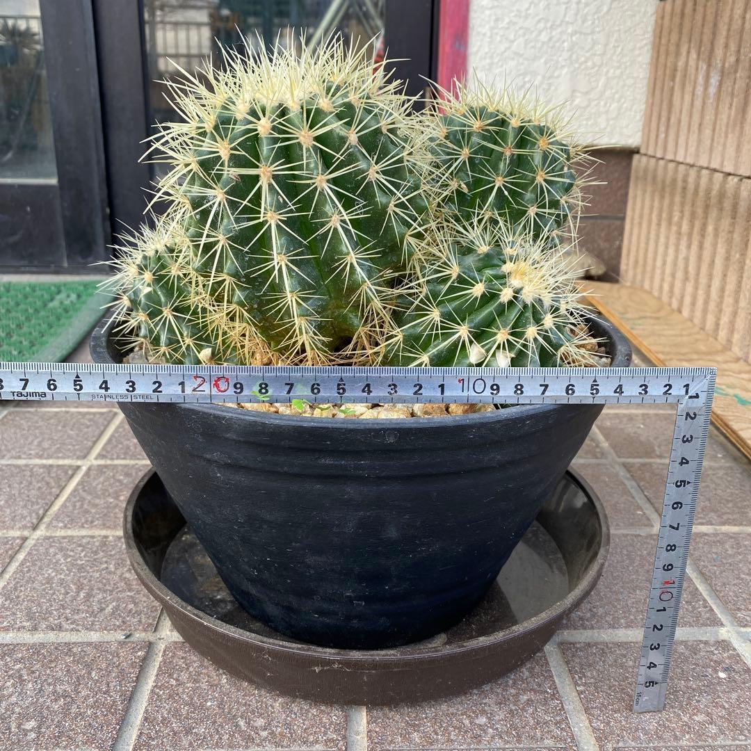 サボテン 約20cm 金鯱　キンシャチ　エキノカクタス　ドライガーデン