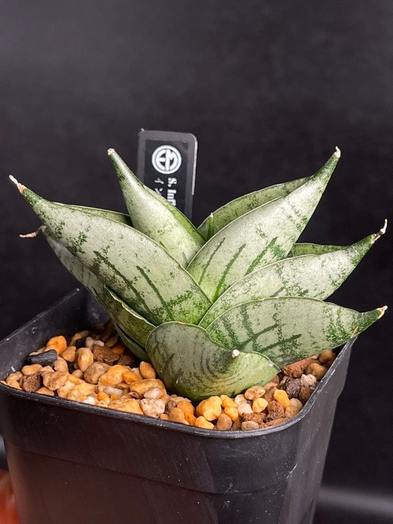 EMP サンセベリア Infinity ♾️ / SA418