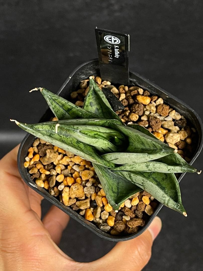 EMP サンセベリア Infinity ♾️ / SA418