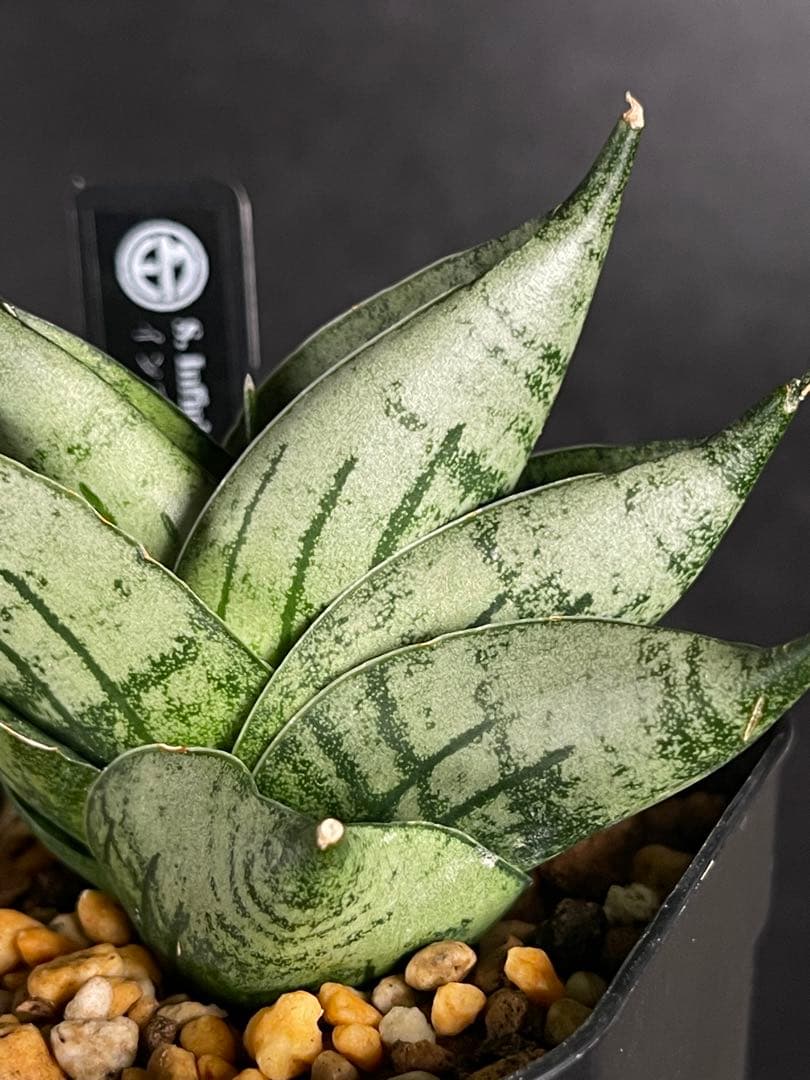 EMP サンセベリア Infinity ♾️ / SA418