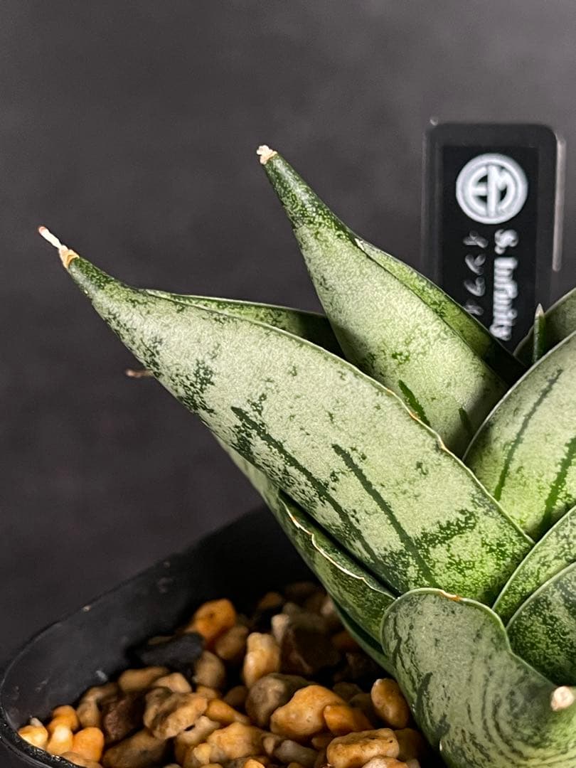 EMP サンセベリア Infinity ♾️ / SA418