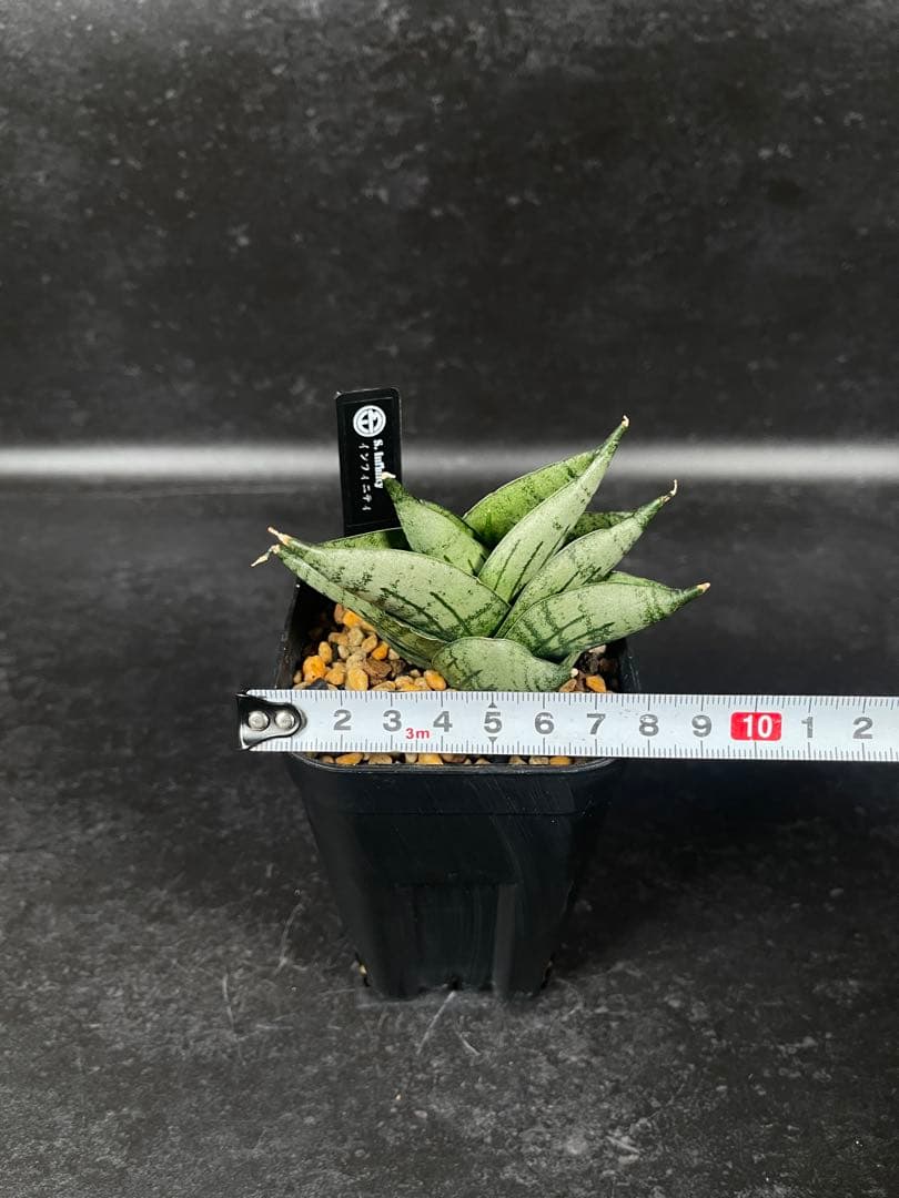 EMP サンセベリア Infinity ♾️ / SA418